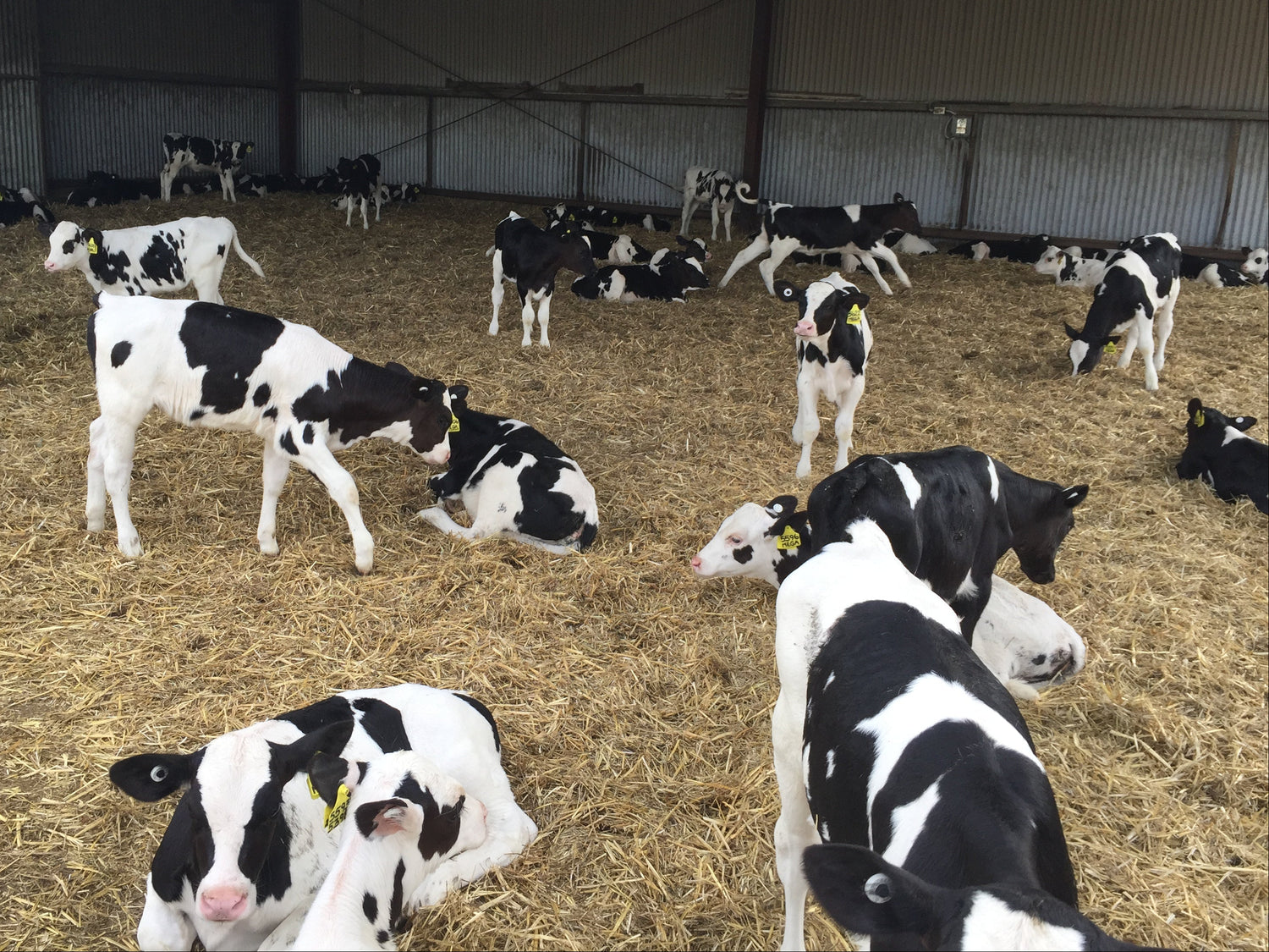Animal Husbandry